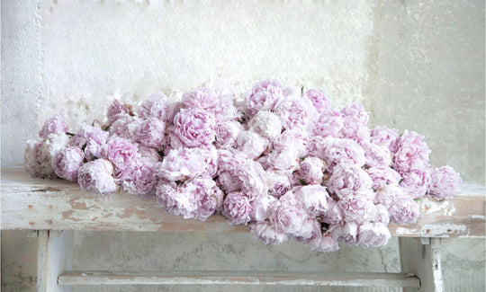 A Letter From Rachel